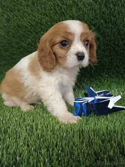 Cavalier King Charles Spaniel,cavalier - 3