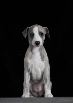 Whippet, Vipet - 3