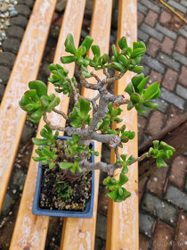 Sukulentný bonsaj 3 - tučnolist s bonsaj miskou - 3
