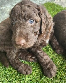 Goldendoodle F1b - 3