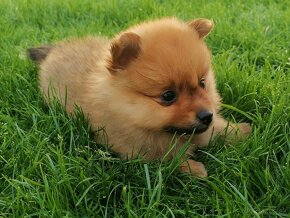 Oranzovy spic-pomeranian - 3