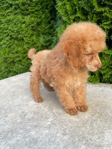 Pudel / poodle / Pudl - 3