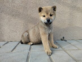 Shiba inu - 3