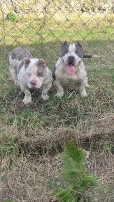 American bully s PP - 3