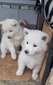 Šteniatka na predaj. Husky ×akita inu - 3