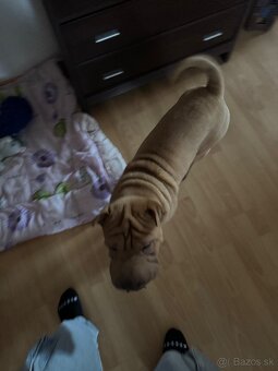 shar pei - 3