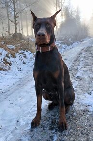 Hnedý doberman - 3