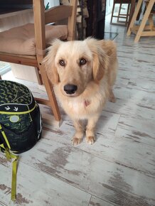 Zlatý Retriever ( kríženec ) - 10 mesačné šteňa. - 3