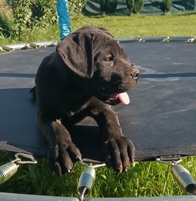 Cane Corso - 3