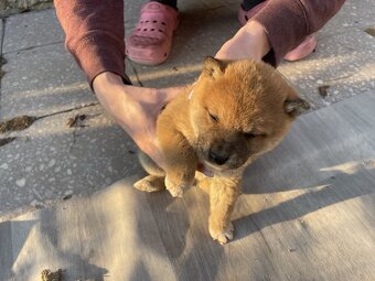 Šteniatka shiba inu - 3