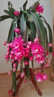 Kaktus, epiphyllum, phylokaktus, listový kaktus - ružový - 3