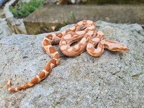 Veľhad Královský-Boa Constrictor mláďatá - 3