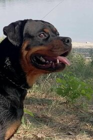 Rottweiler  krytie - 3