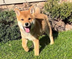 Shiba inu s PP. - 3