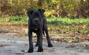 Cane Corso štěňátka s FCI PP - 3