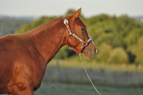 Tříletý QH hřebec s top původem - 3