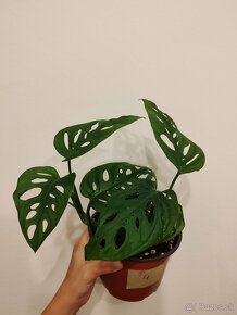 Monstera Adansonii - 3