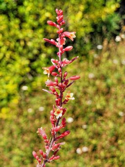 Hesperaloe parviflora (Red yucca) - semená - 3