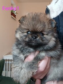 Pomeranian - 3