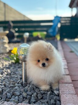 Pomeranian - 3