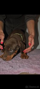 Doberman s PP - 3