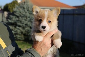 Welsh corgi pembroke s PP - 3