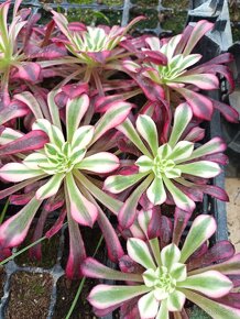 Aeonium garnet variegated - 3