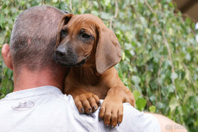 Rhodesian Ridgeback nevystavný pes FCI - 3