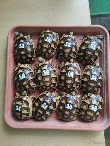 Suchozemská korytnačka-môj odchov 2023 - 3