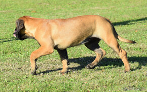 boerboel,  búrský buldok -jihoafrický mastif -feny - 3