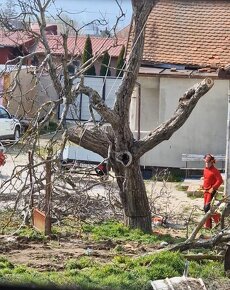 Vypilovanie stromov a výrub stromov - 3