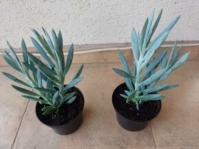 Senecio Mont Everest 1ks/4€+pošta - 3