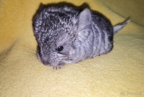 Činčila (Chinchilla Lanigera) - 3