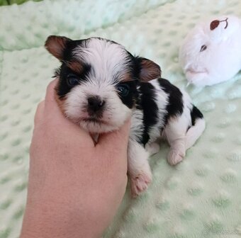 Biewer Yorkshire terrier - 3