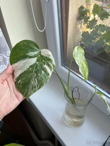 Monstera albo - 3