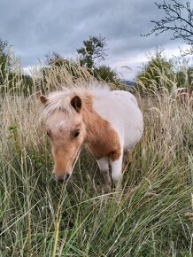 Shetland pony polovičným rodokmeňom - 3