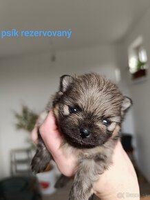 Pomeranian - 3