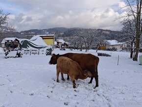 Predám kravu, Dojnica - 3