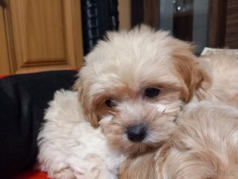 Maltipoo - 3