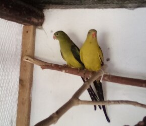 Papagáj  horský  -  chovný pár - 3