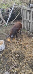 Predám Durok-Mangalica,kanca 7 mesacny,55 kg,cca na chov - 3