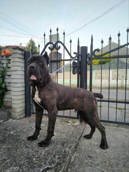 Cane corso na krytie - 3