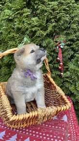 7 šteniatok Akita Inu na predaj – K odberu hneď - 3