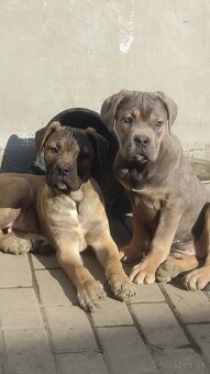 Cane Corso s PP - 3