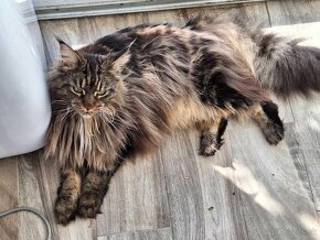 MAINE COON - Mainská mývalia s PP - 3