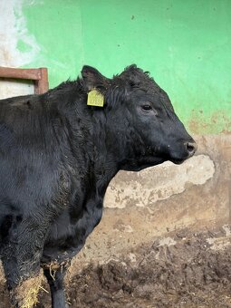 Plemenné býky Aberdeen Angus - 3