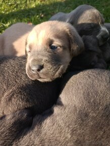 Cane Corso - 3