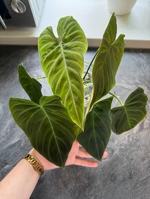 Philodendron Splendid - 3