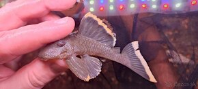 Baryancistrus chrysolomus l047 magnum,pleco - 3