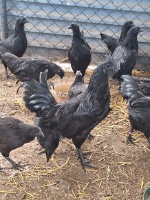 Nasadove vajcia čistokrvnej hydiny Ayam Cemani - 3